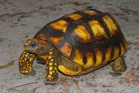 Yellow-foot Tortoise Available For Sale,